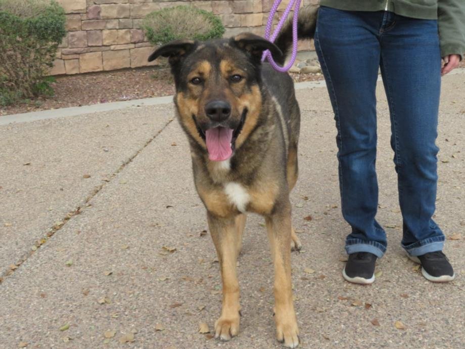 adoptable Dog in Mesa, AZ named JUDGE