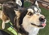 adoptable Dog in mesa, AZ named GRACE