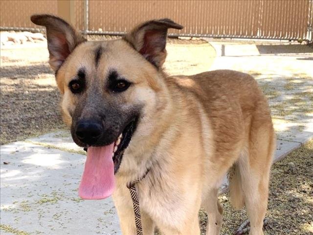 adoptable Dog in Mesa, AZ named BOBBY