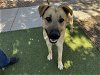 adoptable Dog in mes, AZ named ERNIE