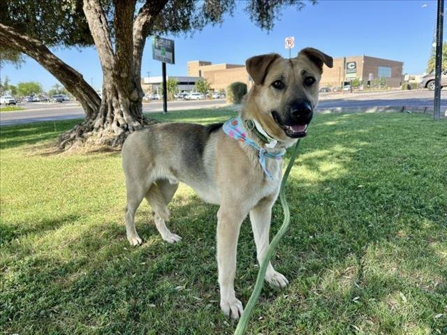 adoptable Dog in Mesa, AZ named ERNIE
