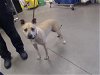 adoptable Dog in mes, AZ named SONY