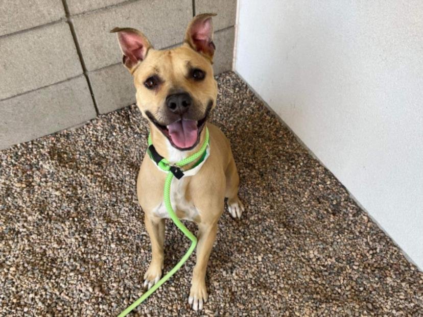 adoptable Dog in Mesa, AZ named SONY