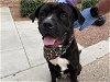 adoptable Dog in mes, AZ named CLANCEY