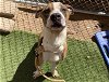 adoptable Dog in mes, AZ named STITCH
