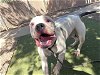 adoptable Dog in mesa, AZ named SPUD