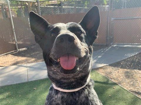 adoptable Dog in Mesa, AZ named BLUES CLUES