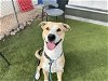 adoptable Dog in mes, AZ named CHARM
