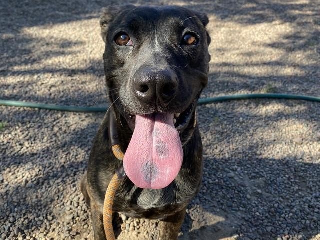 adoptable Dog in Mesa, AZ named EMPRESS