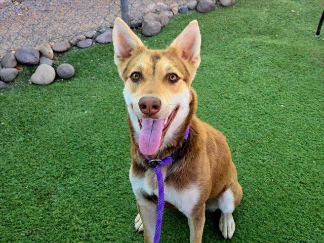 adoptable Dog in Mesa, AZ named TURBALINA
