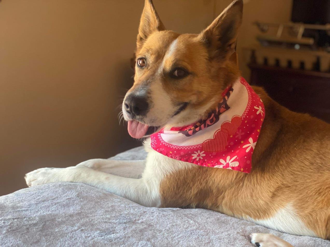 adoptable Dog in Mesa, AZ named BRIDGETTA