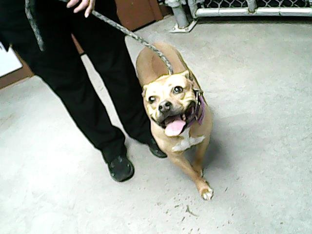 adoptable Dog in Mesa, AZ named SUNNY
