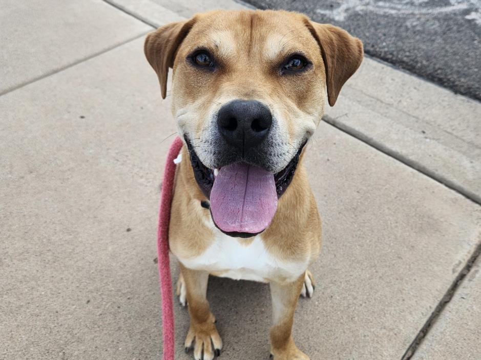 adoptable Dog in Mesa, AZ named FRANCIS
