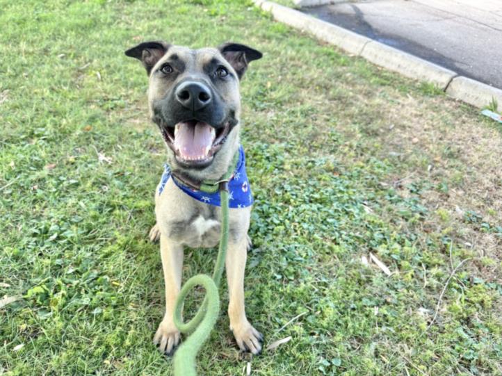 adoptable Dog in Mesa, AZ named SHEP