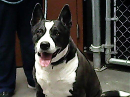 adoptable Dog in Mesa, AZ named TABBY
