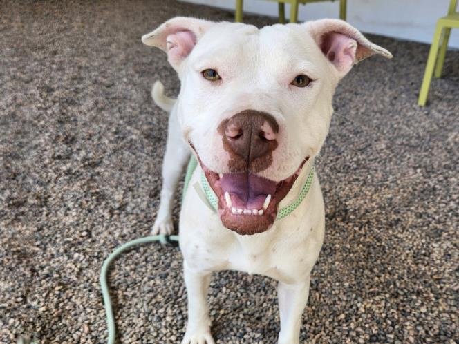 adoptable Dog in Mesa, AZ named WINTER