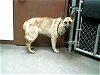 adoptable Dog in mes, AZ named PRINCESES