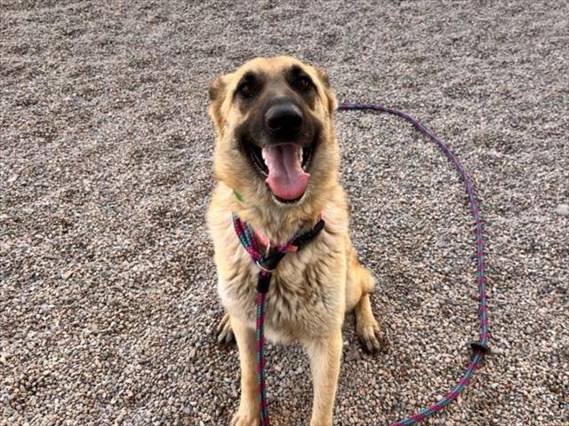 adoptable Dog in Mesa, AZ named PRINCESS