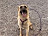 adoptable Dog in mesa, AZ named PRINCESES