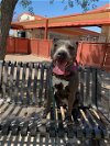 adoptable Dog in mes, AZ named GIGGLES