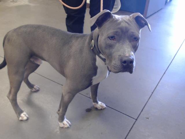 adoptable Dog in Mesa, AZ named BLUE