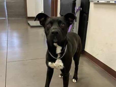 adoptable Dog in Mesa, AZ named PANCHO