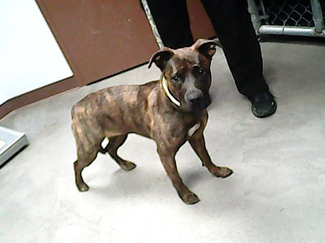 adoptable Dog in Mesa, AZ named GINNY