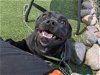 adoptable Dog in mesa, AZ named ZODIAC