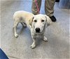 adoptable Dog in mesa, AZ named GROVER