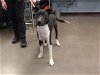 adoptable Dog in mes, AZ named BILLY