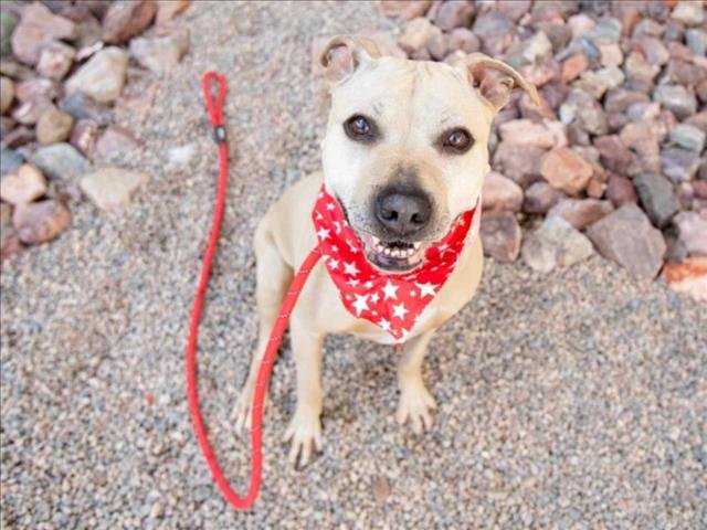 adoptable Dog in Mesa, AZ named GWENYTH