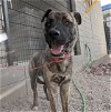 adoptable Dog in mesa, AZ named JAKE
