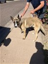adoptable Dog in , AZ named FRANKLIN