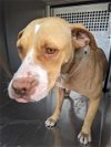 adoptable Dog in  named WHITNEY