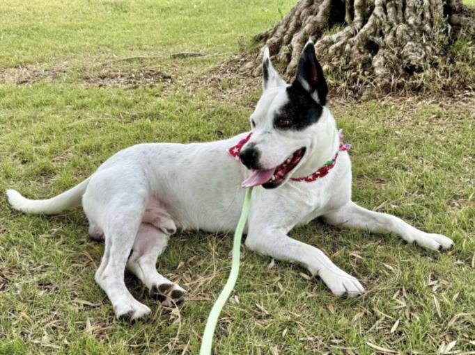 adoptable Dog in Mesa, AZ named DYLAN