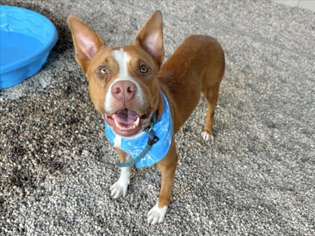 adoptable Dog in Mesa, AZ named QUINCY