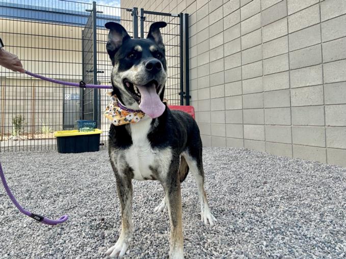 adoptable Dog in Mesa, AZ named LEXI