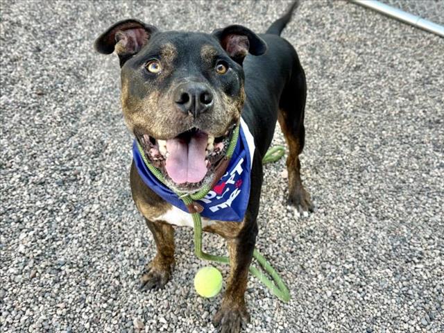 adoptable Dog in Mesa, AZ named MELVIN