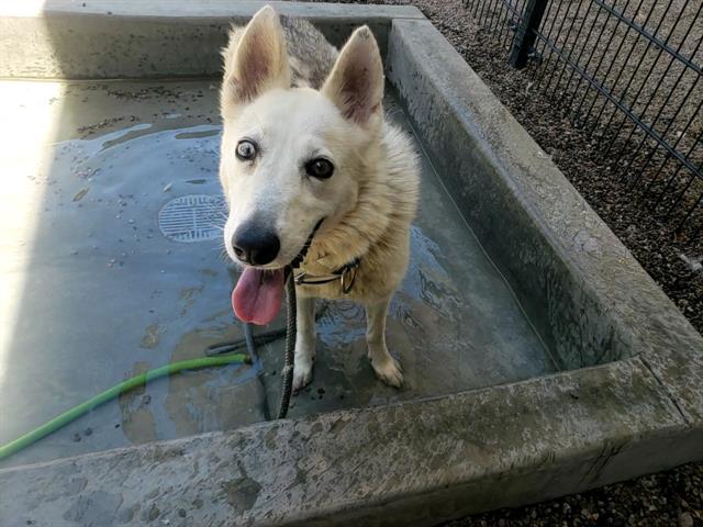 adoptable Dog in Mesa, AZ named MIA