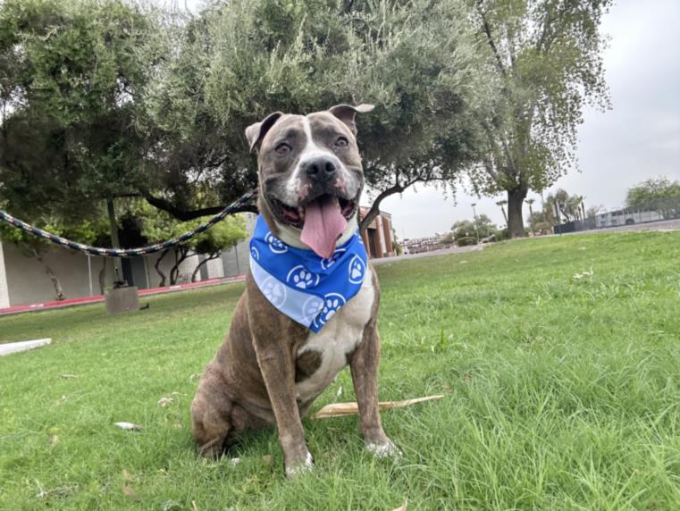 adoptable Dog in Mesa, AZ named MILO