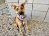 adoptable Dog in Mesa, AZ named CHEWY