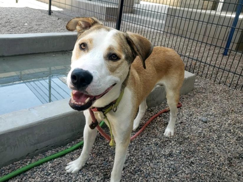 adoptable Dog in Mesa, AZ named ROBBIE