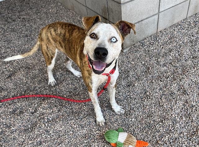 adoptable Dog in Mesa, AZ named ORBI