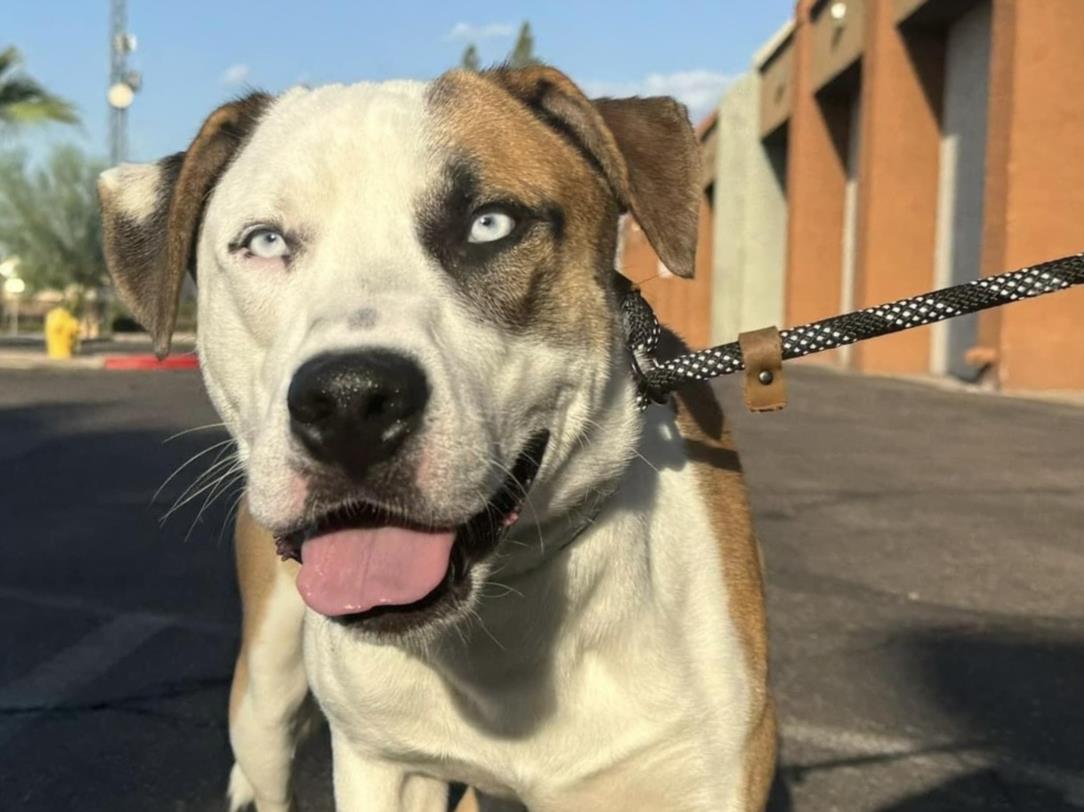 adoptable Dog in Mesa, AZ named TOBY