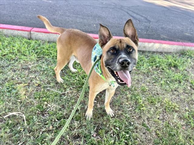 adoptable Dog in Mesa, AZ named CASH