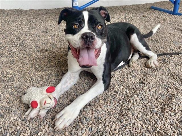 adoptable Dog in Mesa, AZ named KODAK