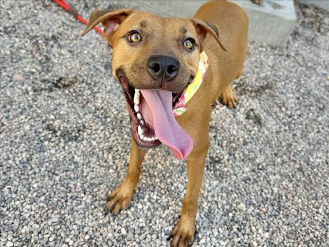 adoptable Dog in Mesa, AZ named COFFEE