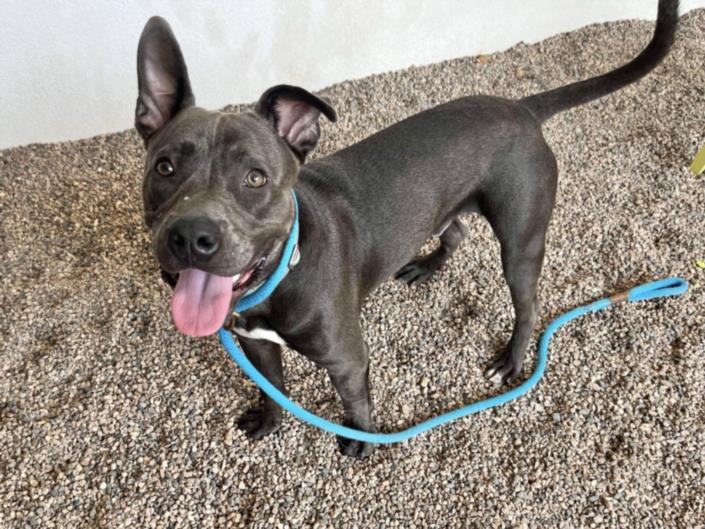 adoptable Dog in Mesa, AZ named BRUCIE