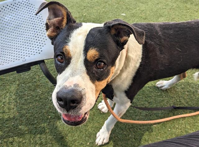 adoptable Dog in Mesa, AZ named ADELINE