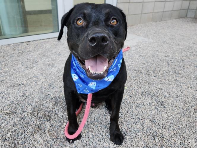 adoptable Dog in Mesa, AZ named MORRIS